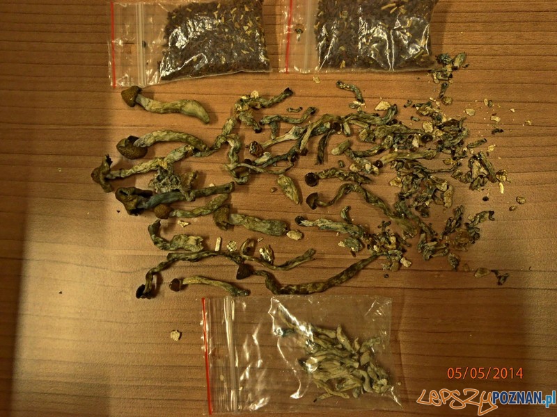 Grzybki halucynogenne Foto: materiały policji Grzybki halucynogenne Foto: materiały policji