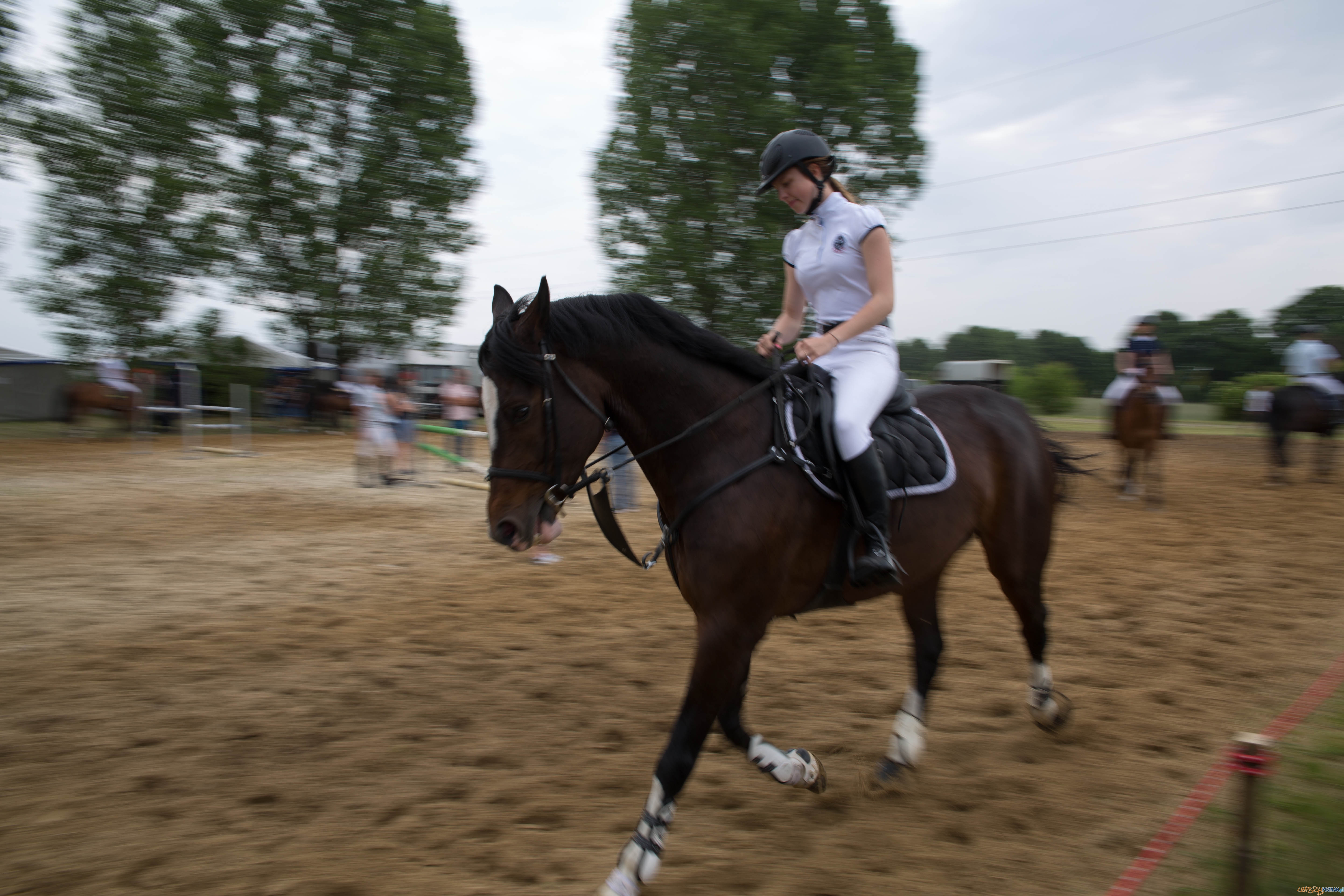 Majówka z koniem Foto: lepszyPOZNAN.pl / Katarzyna Stawecka Majówka z koniem Foto: lepszyPOZNAN.pl / Katarzyna Stawecka