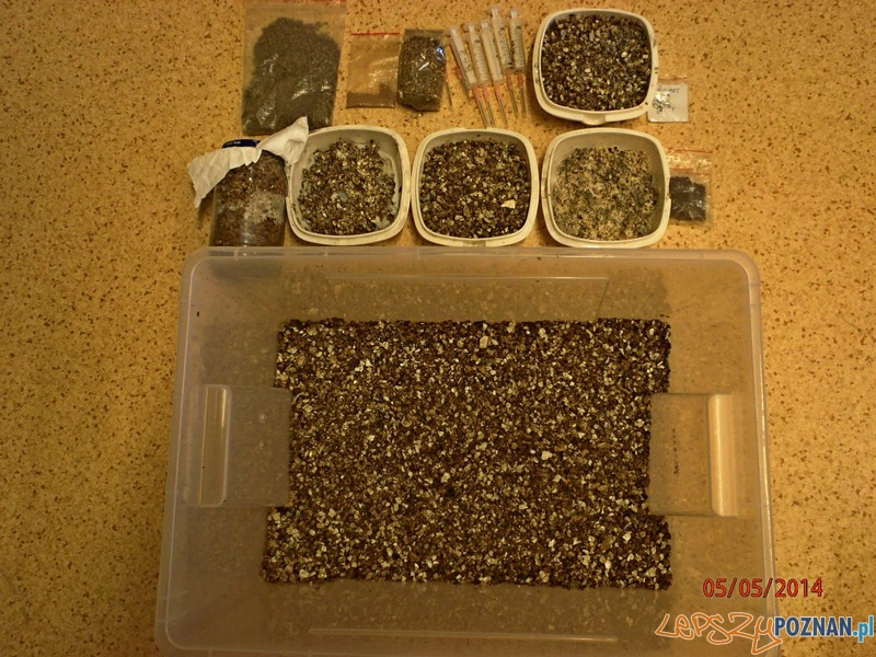 Narkotyki Foto: KWP w Poznaniu Narkotyki Foto: KWP w Poznaniu