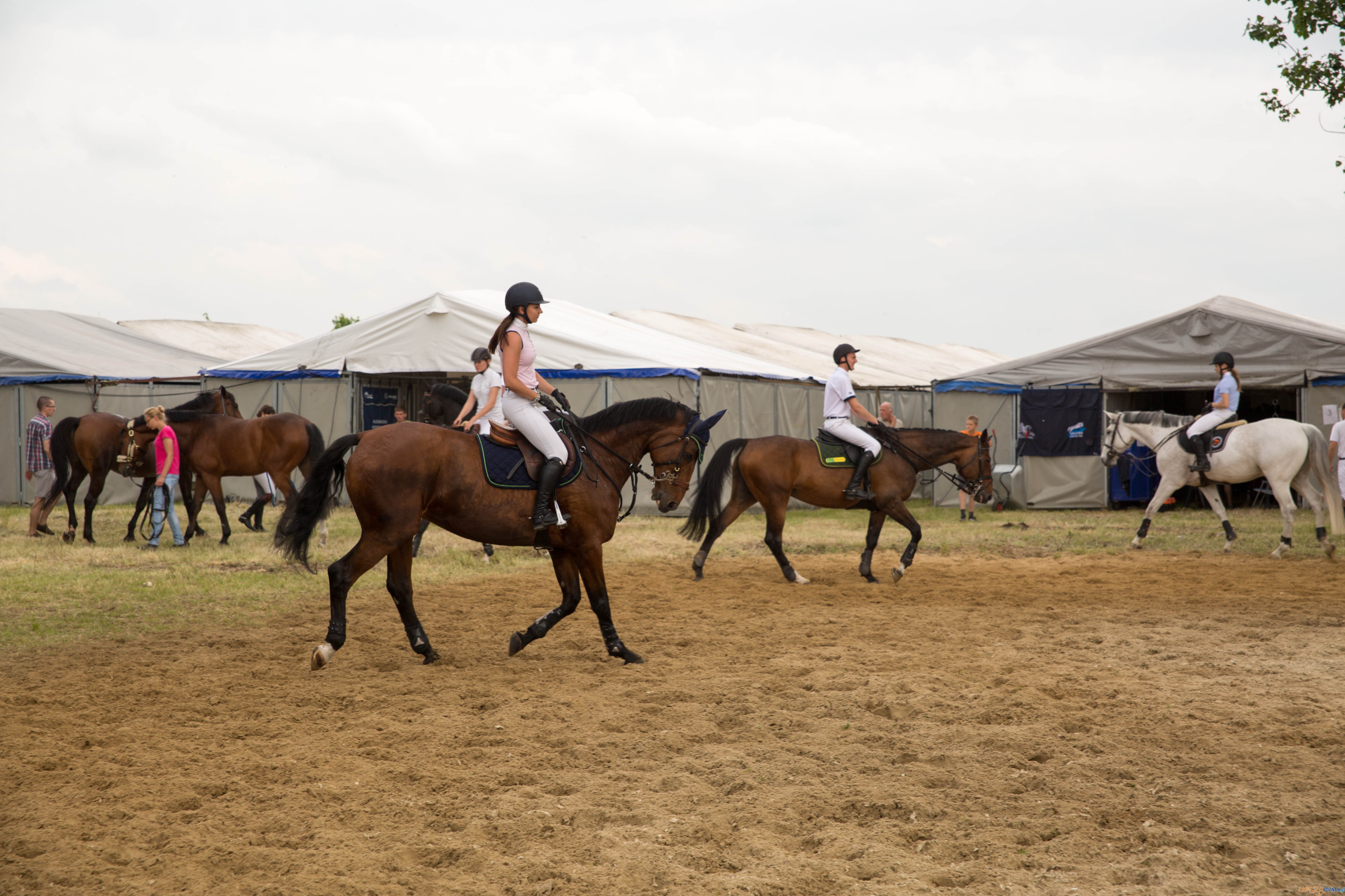 Majówka z koniem Foto: lepszyPOZNAN.pl / Katarzyna Stawecka Majówka z koniem Foto: lepszyPOZNAN.pl / Katarzyna Stawecka