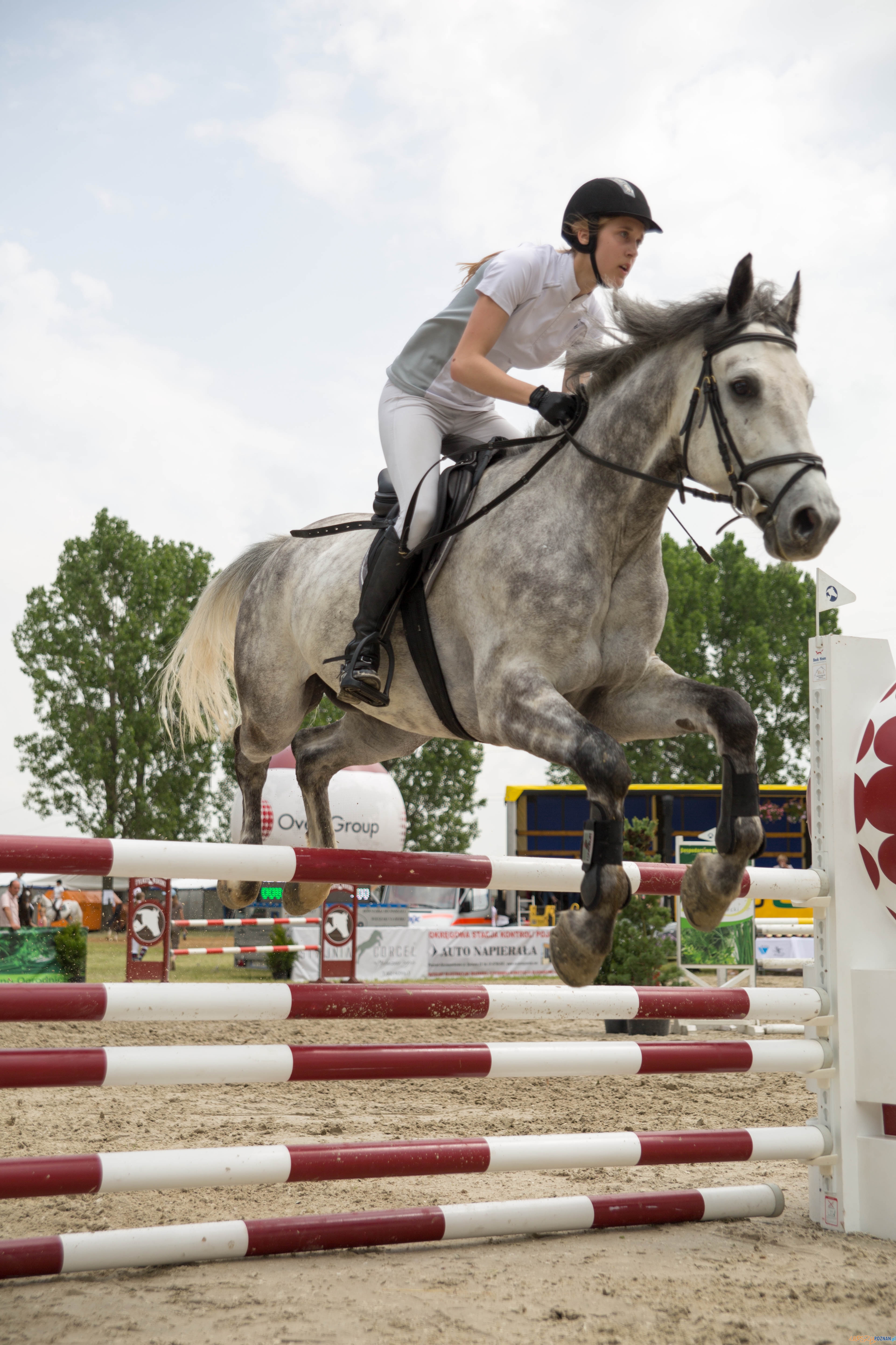 Majówka z koniem Foto: lepszyPOZNAN.pl / Katarzyna Stawecka Majówka z koniem Foto: lepszyPOZNAN.pl / Katarzyna Stawecka