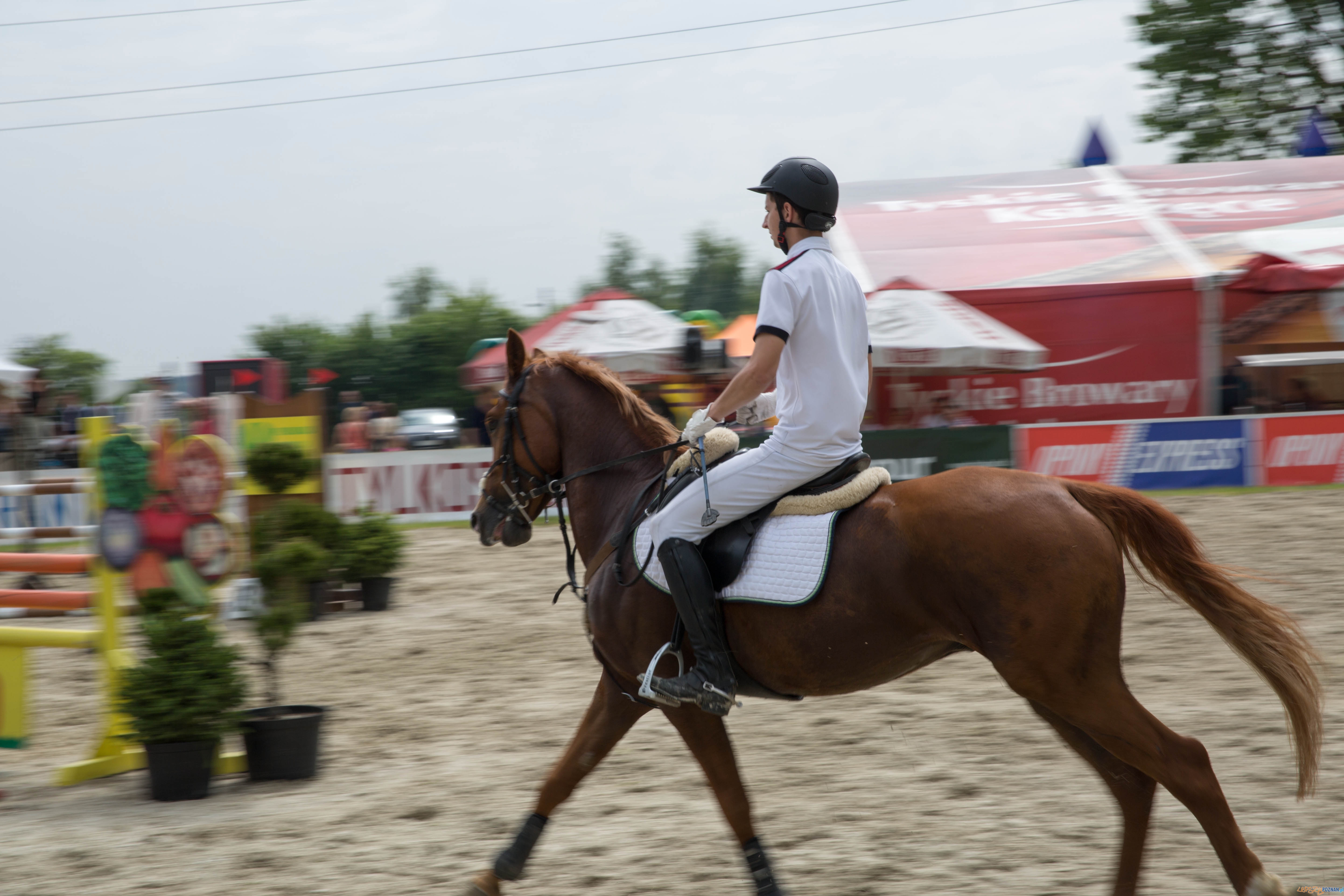 Majówka z koniem Foto: lepszyPOZNAN.pl / Katarzyna Stawecka Majówka z koniem Foto: lepszyPOZNAN.pl / Katarzyna Stawecka