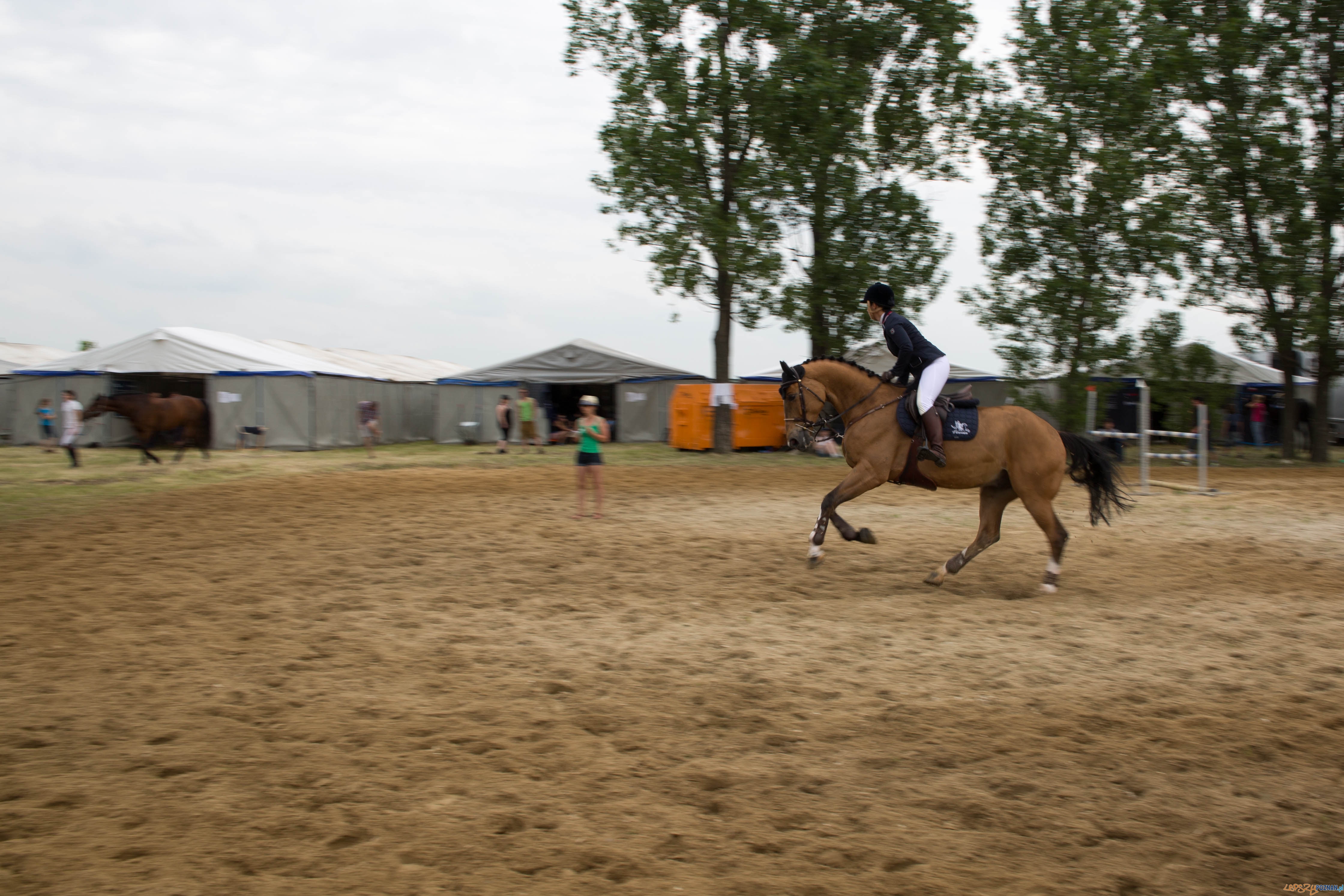 Majówka z koniem Foto: lepszyPOZNAN.pl / Katarzyna Stawecka Majówka z koniem Foto: lepszyPOZNAN.pl / Katarzyna Stawecka