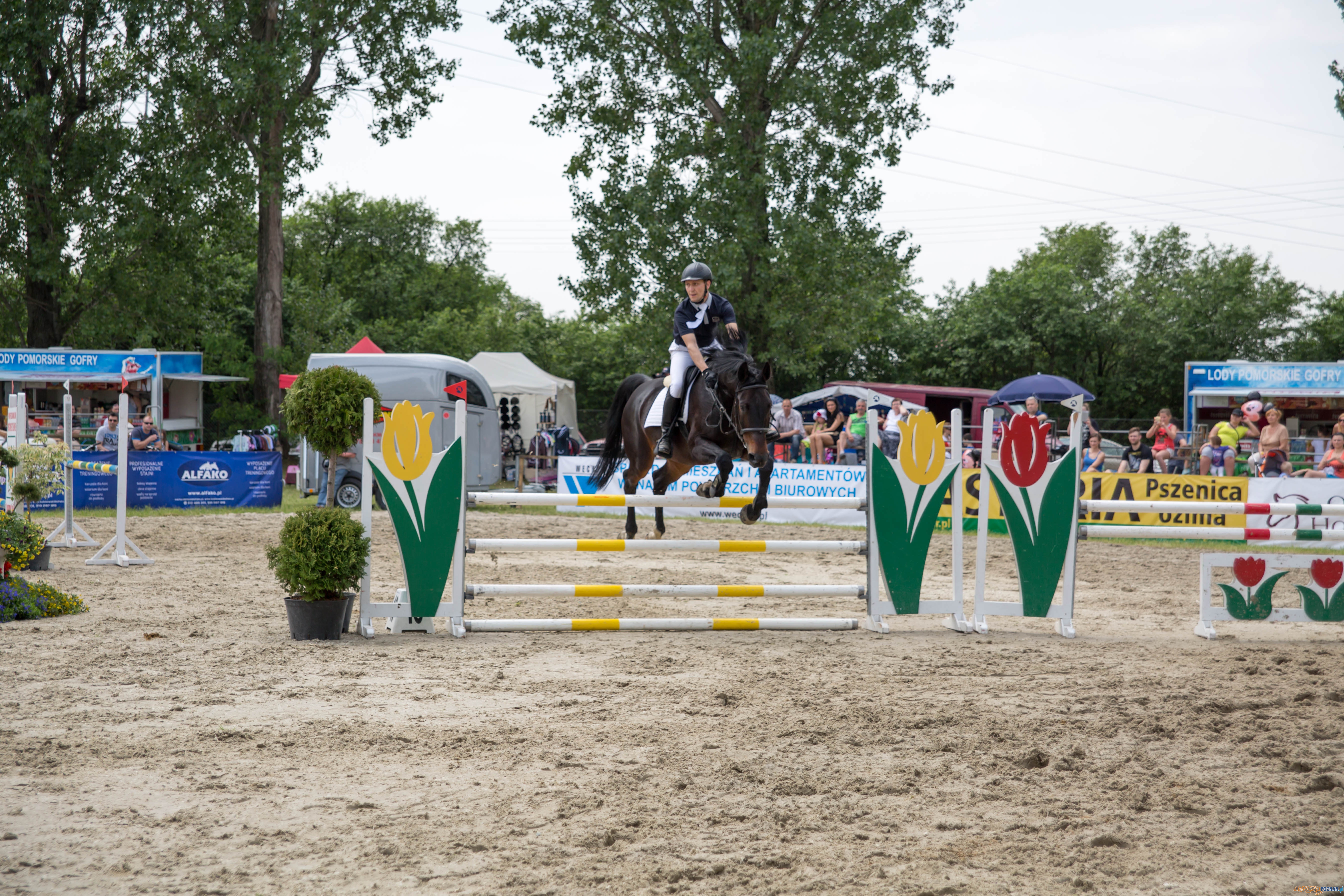 Majówka z koniem Foto: lepszyPOZNAN.pl / Katarzyna Stawecka Majówka z koniem Foto: lepszyPOZNAN.pl / Katarzyna Stawecka