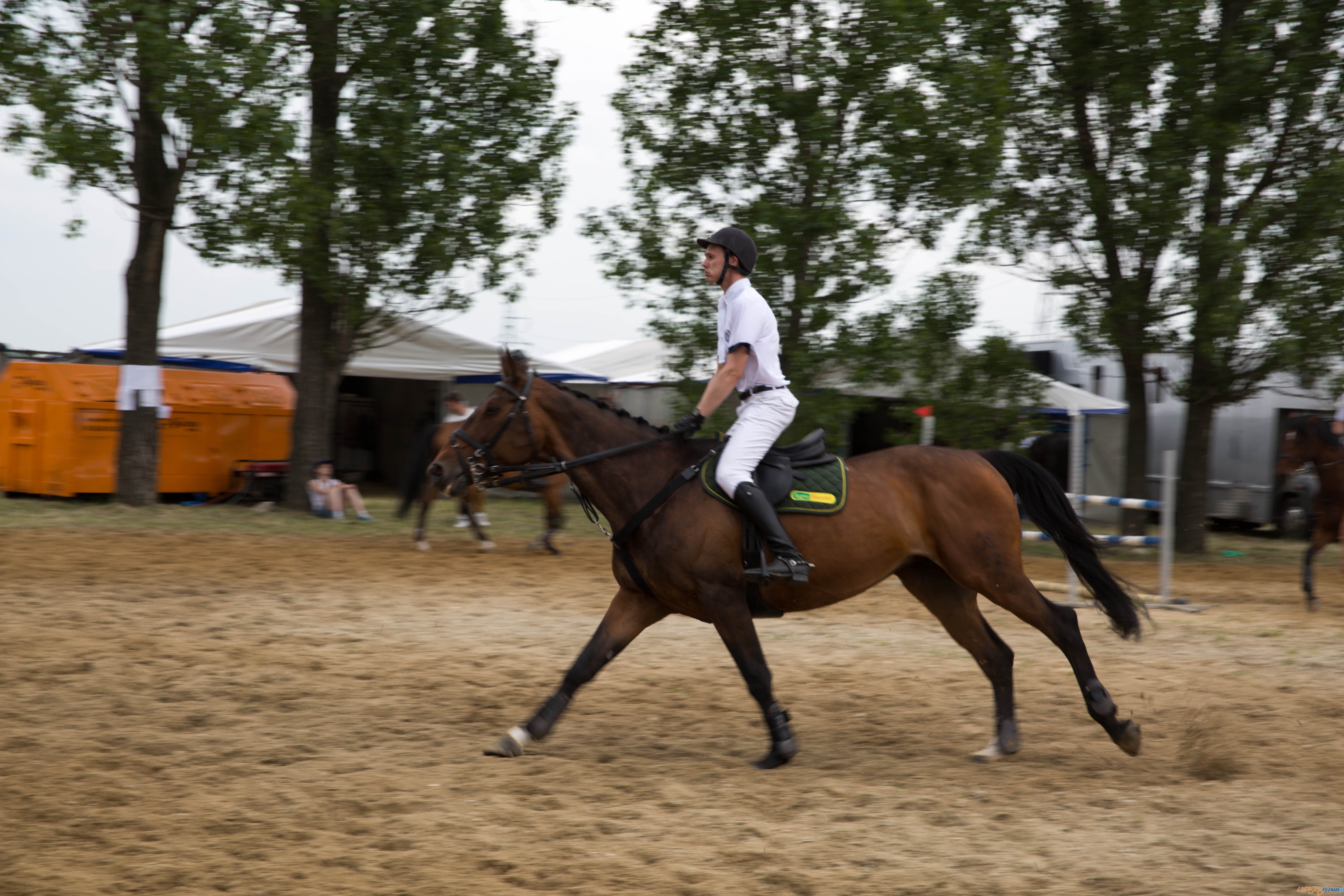 Majówka z koniem Foto: lepszyPOZNAN.pl / Katarzyna Stawecka Majówka z koniem Foto: lepszyPOZNAN.pl / Katarzyna Stawecka