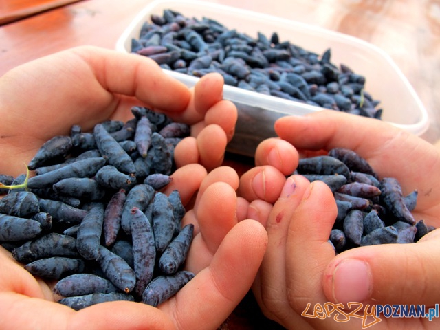 Jagody Kamczackie Foto: chilifiga.pl Jagody Kamczackie Foto: chilifiga.pl