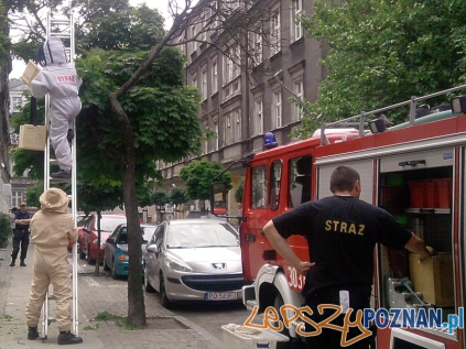 Osy "deportowane" z centrum  Foto: Straż Miejska miasta Poznania