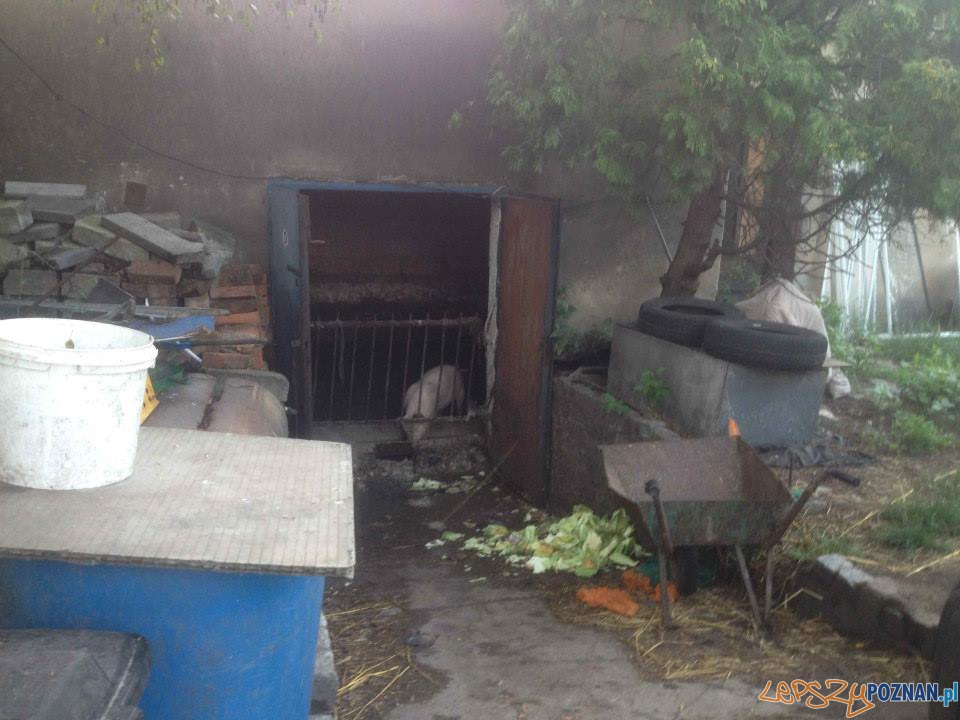 Interwencja TOZ (4) Foto: Interwencja TOZ (4) Foto: