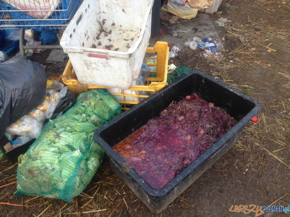 Interwencja TOZ (6) Foto: Interwencja TOZ (6) Foto: