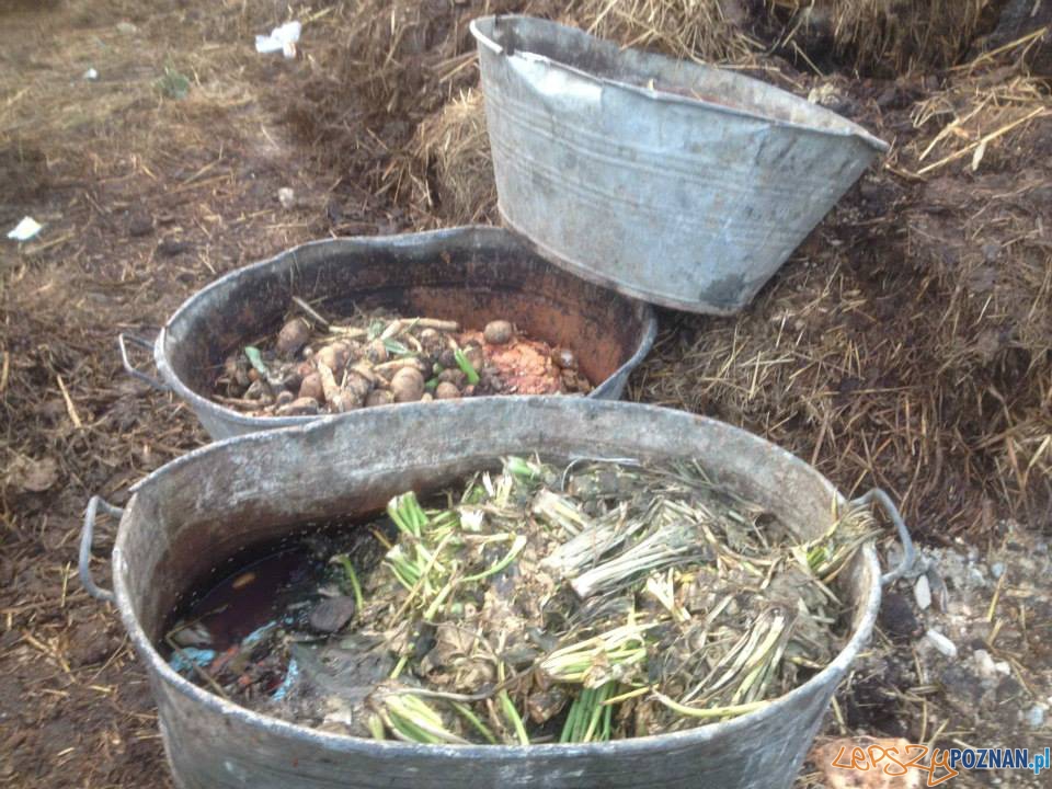 Interwencja TOZ (11) Foto: Interwencja TOZ (11) Foto: