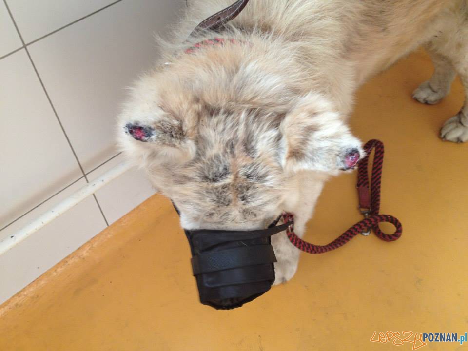 Interwencja TOZ (12) Foto: Interwencja TOZ (12) Foto: