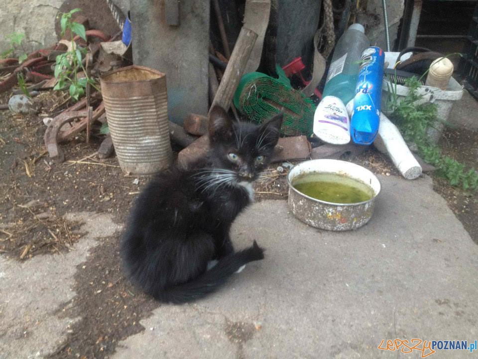 Interwencja TOZ (10) Foto: Interwencja TOZ (10) Foto: