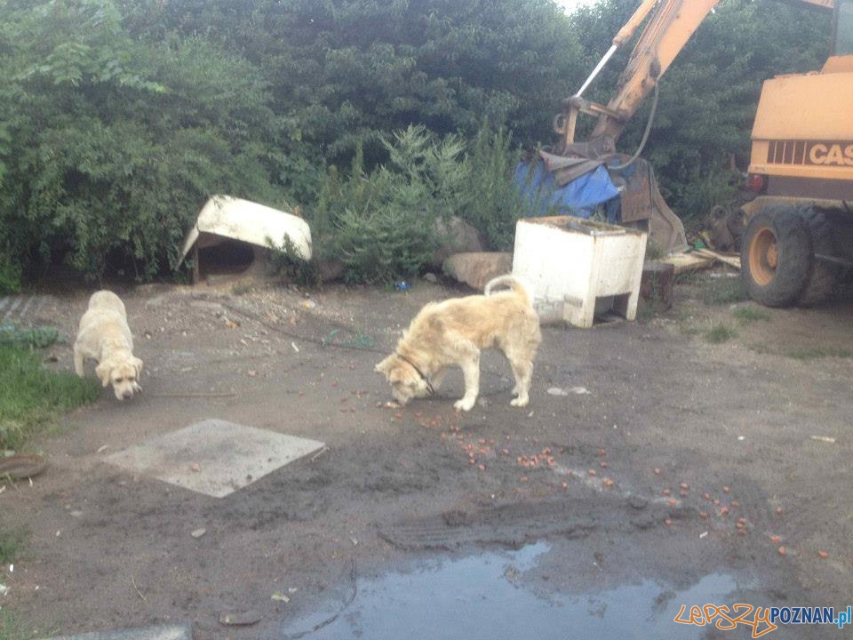 Interwencja TOZ (14) Foto: Interwencja TOZ (14) Foto: