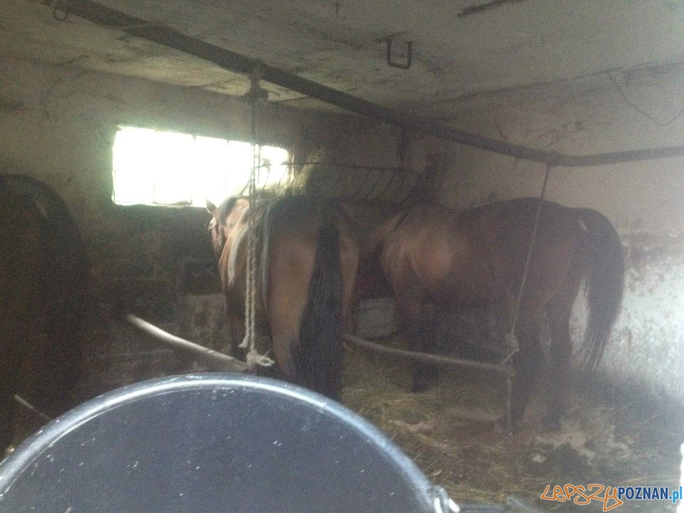 Interwencja TOZ (3) Foto: Interwencja TOZ (3) Foto: