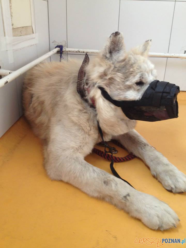 Interwencja TOZ (13) Foto: Interwencja TOZ (13) Foto: