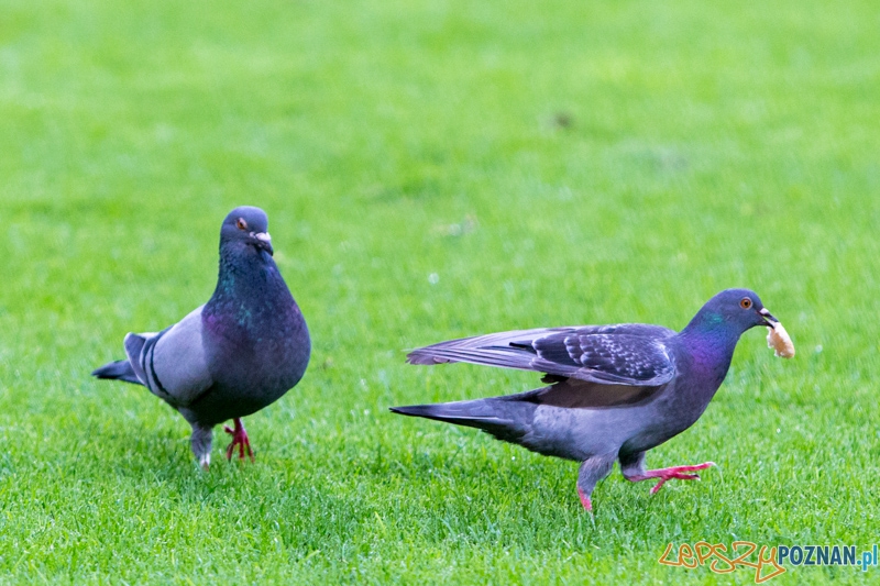 3. kolejka T-Mobile Ekstraklasy - Lech Poznań - Wisła Kraków Foto: lepszyPOZNAN.pl / Piotr Rychter 3. kolejka T-Mobile Ekstraklasy - Lech Poznań - Wisła Kraków Foto: lepszyPOZNAN.pl / Piotr Rychter