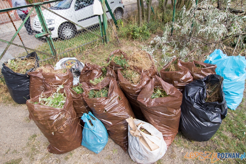 II edycję akcji Sprzątamy Wildę Foto: lepszyPOZNAN.pl / Piotr Rychter II edycję akcji Sprzątamy Wildę Foto: lepszyPOZNAN.pl / Piotr Rychter