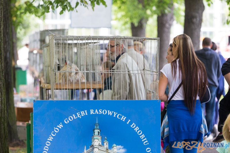 Dożynki miejskie 2014 Foto: lepszyPOZNAN.pl / Piotr Rychter Dożynki miejskie 2014 Foto: lepszyPOZNAN.pl / Piotr Rychter