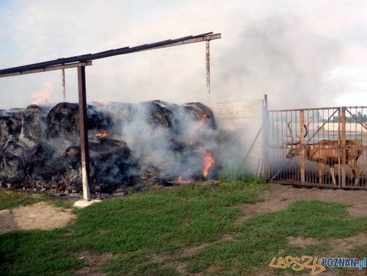 Pożar w Murowanej Goślinie Foto: Łukasz Klup Pożar w Murowanej Goślinie Foto: Łukasz Klup