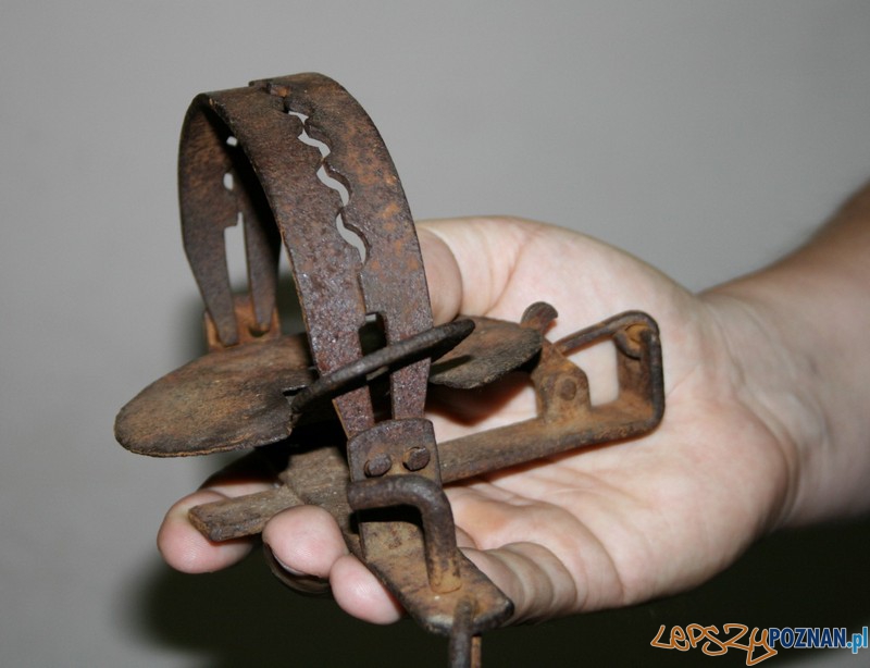 Wpadł w sidła policji za handel wnykami  Foto: KW Policji w Poznaniu