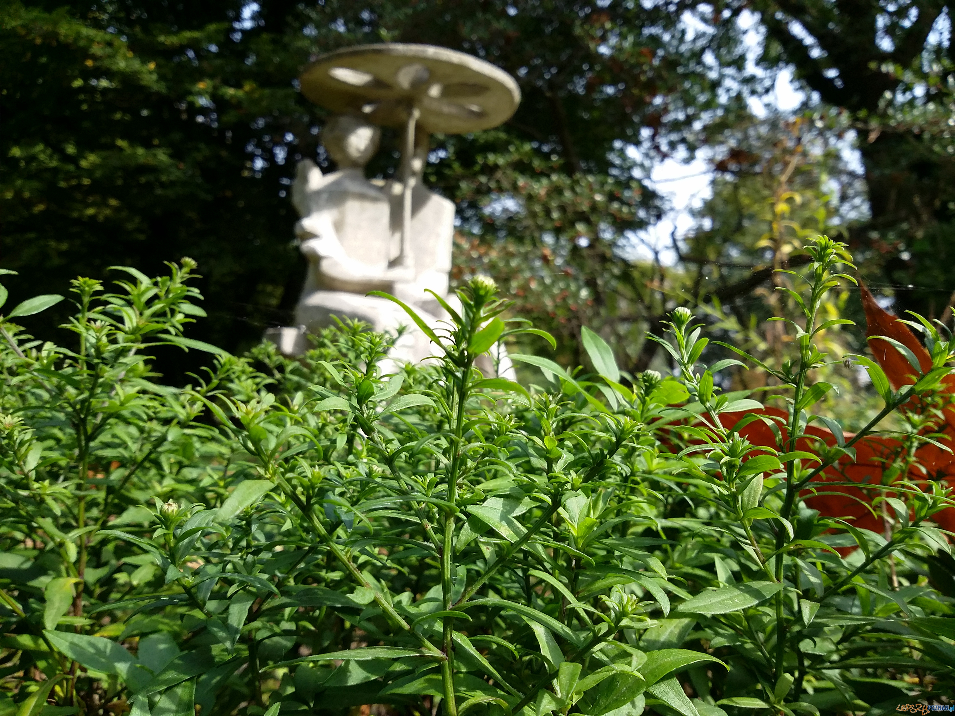 Botanik świętuje urodziny Foto: lepszyPOZNAN.pl / tab Botanik świętuje urodziny Foto: lepszyPOZNAN.pl / tab