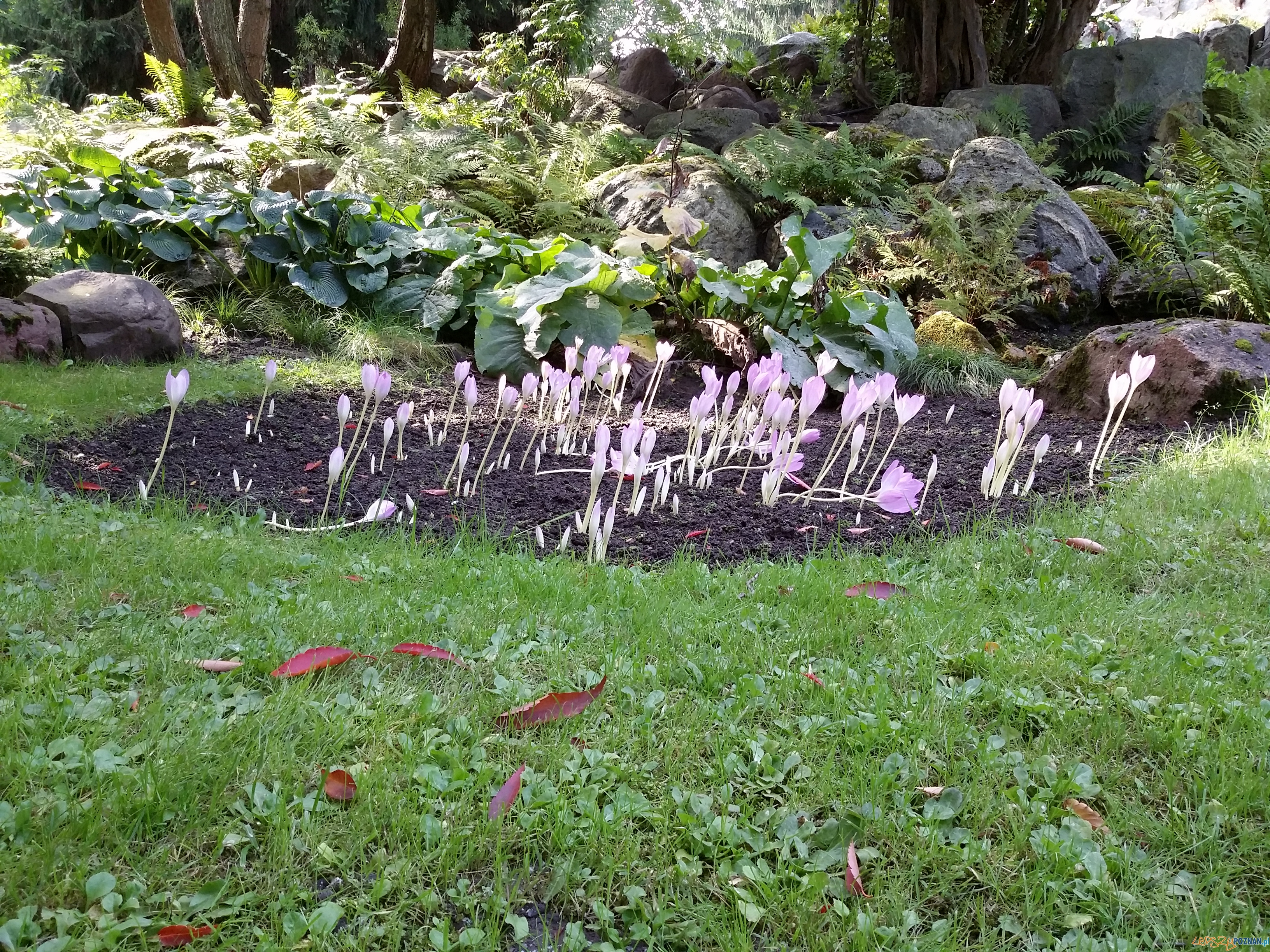 Botanik świętuje urodziny Foto: lepszyPOZNAN.pl / tab Botanik świętuje urodziny Foto: lepszyPOZNAN.pl / tab