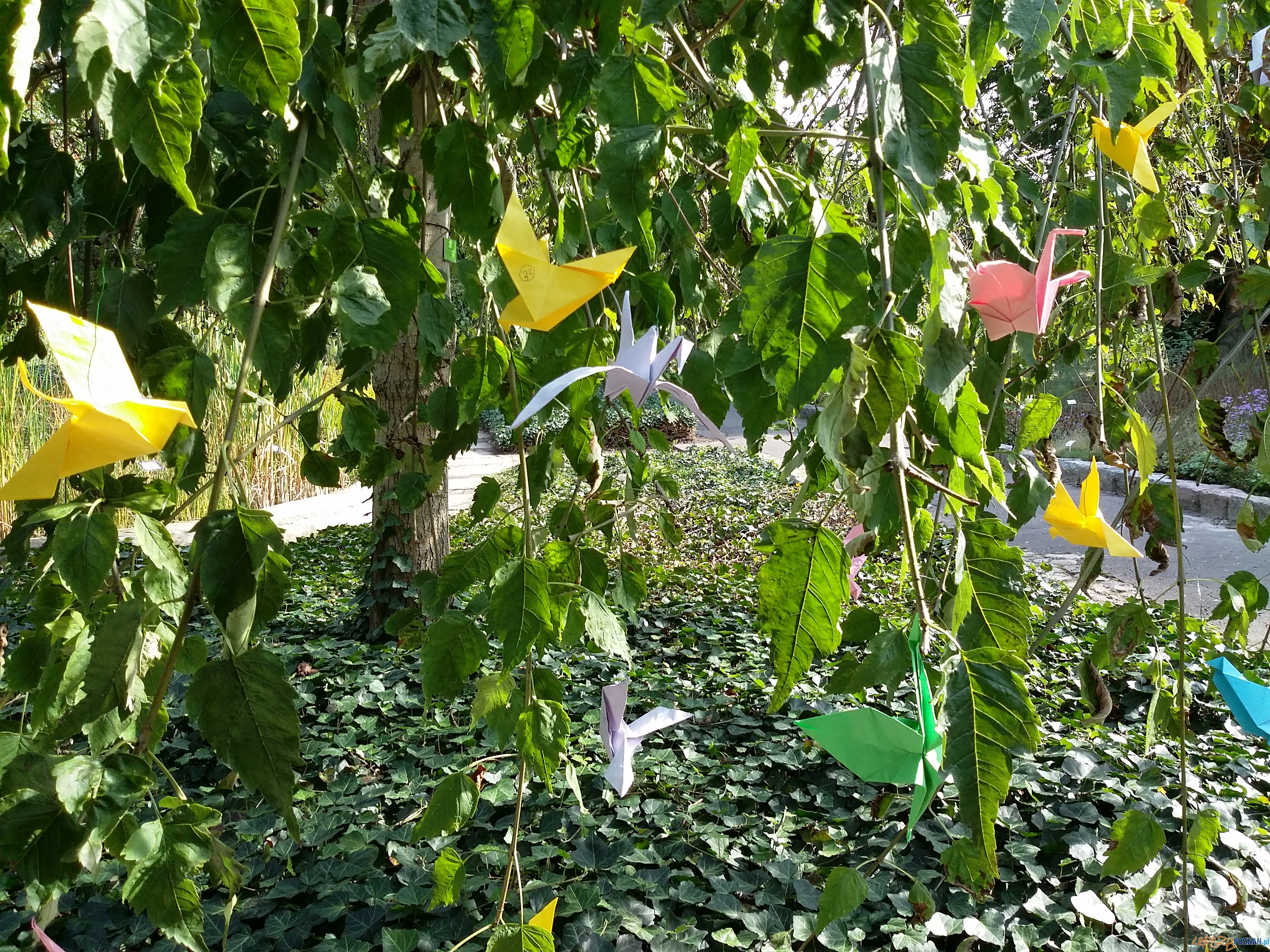 Botanik świętuje urodziny Foto: lepszyPOZNAN.pl / tab Botanik świętuje urodziny Foto: lepszyPOZNAN.pl / tab