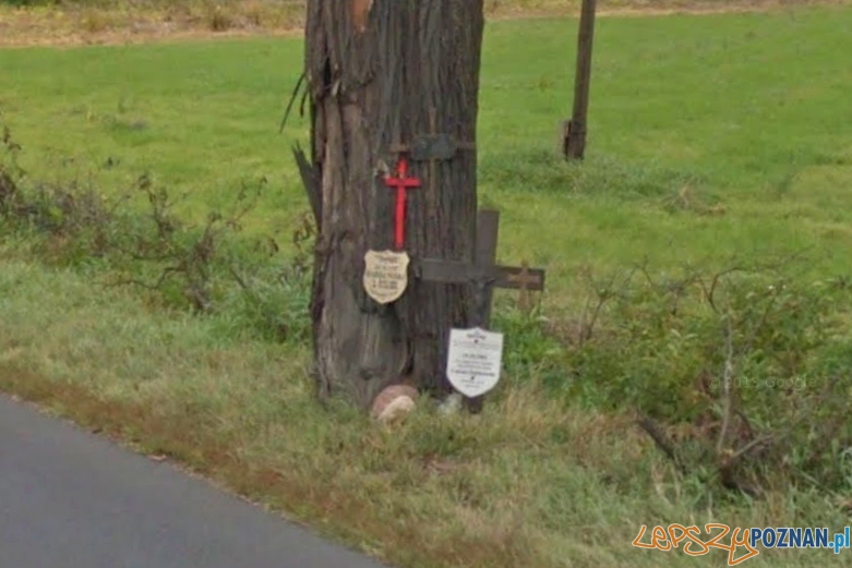 Drzewo w Uchorowie Foto: Google maps Drzewo w Uchorowie Foto: Google maps