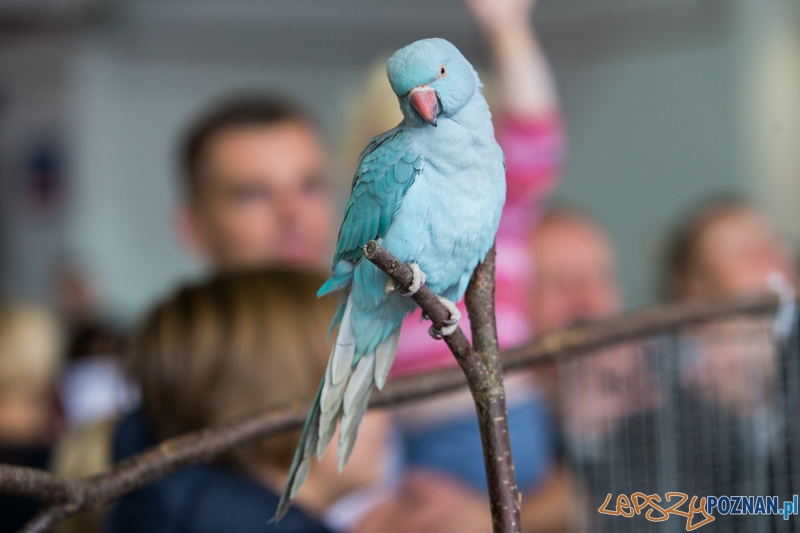 Targi Aqua & Zoo 2014 Foto: lepszyPOZNAN.pl / Piotr Rychter Targi Aqua & Zoo 2014 Foto: lepszyPOZNAN.pl / Piotr Rychter
