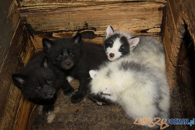 Animal Friendly Tour - ferma lisów Foto: mat. prasowe Animal Friendly Tour - ferma lisów Foto: mat. prasowe