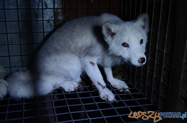 Animal Friendly Tour - ferma lisów Foto: mat. prasowe Animal Friendly Tour - ferma lisów Foto: mat. prasowe