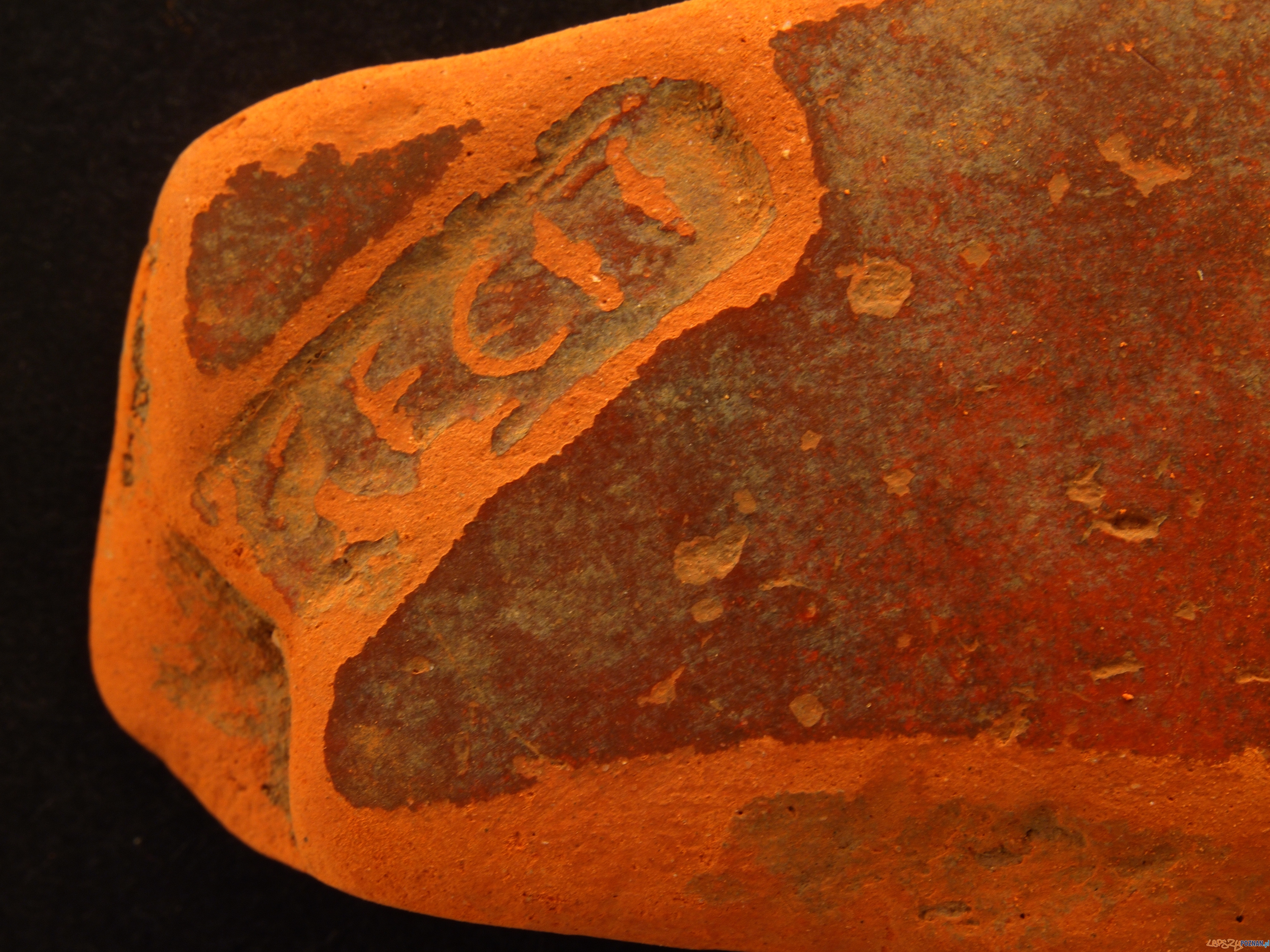 Fragment terra sigillata - Wymysłowo, okres rzymski  Foto: Muzeum Archeologiczne w Poznaniu