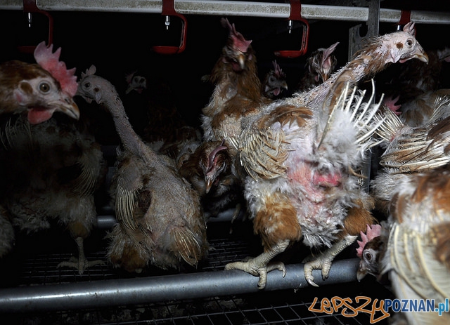 Animal Friendly Tour - ferma drobiu Foto: mat. prasowe Animal Friendly Tour - ferma drobiu Foto: mat. prasowe
