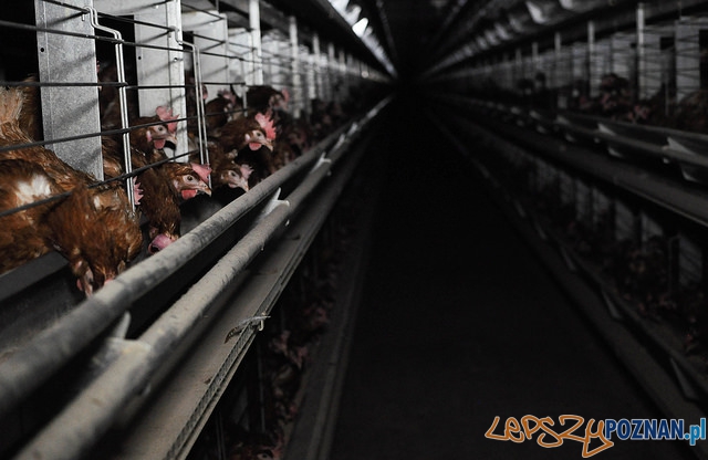 Animal Friendly Tour - ferma drobiu Foto: mat. prasowe Animal Friendly Tour - ferma drobiu Foto: mat. prasowe