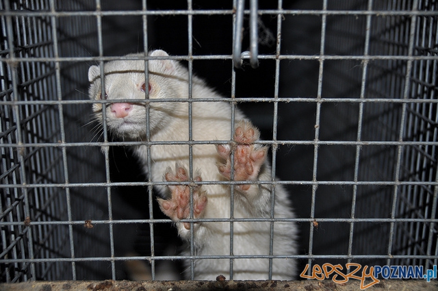 Animal Friendly Tour - ferma norek Foto: mat. prasowe Animal Friendly Tour - ferma norek Foto: mat. prasowe