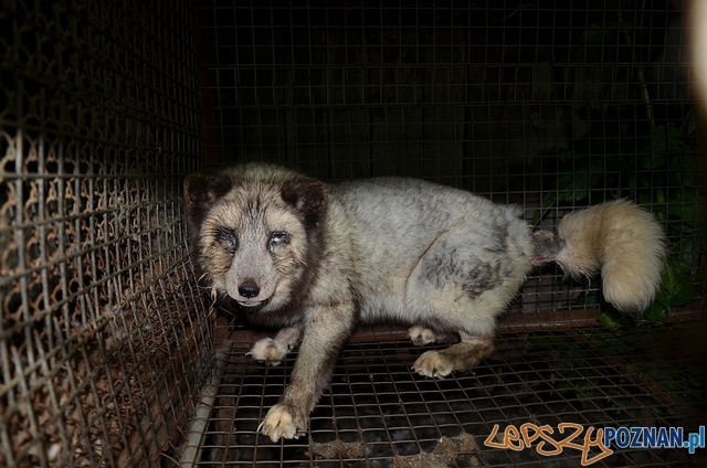 Animal Friendly Tour - ferma lisów Foto: mat. prasowe Animal Friendly Tour - ferma lisów Foto: mat. prasowe