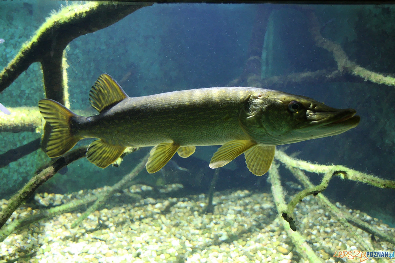 Szczupak  Foto: wikipedia
