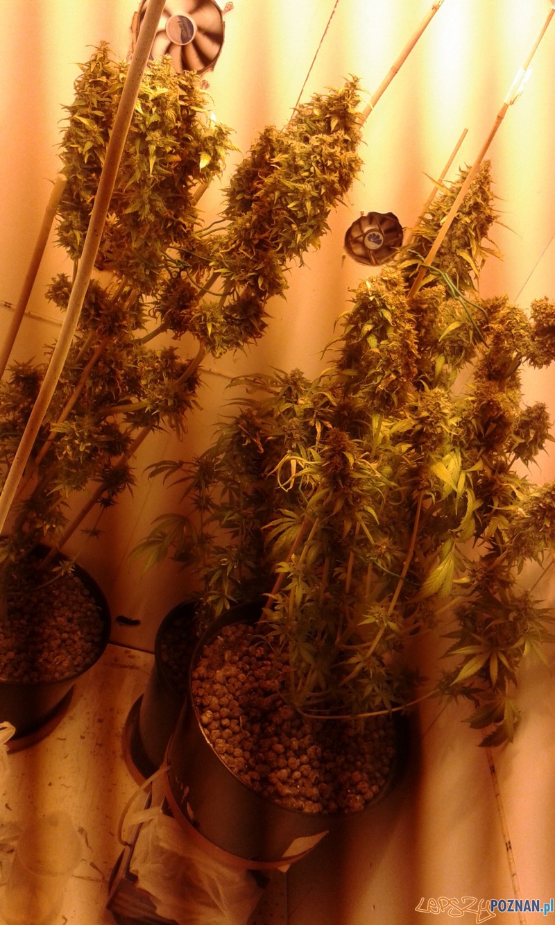 Sadzinki marihuany Foto: materiały policji Sadzinki marihuany Foto: materiały policji