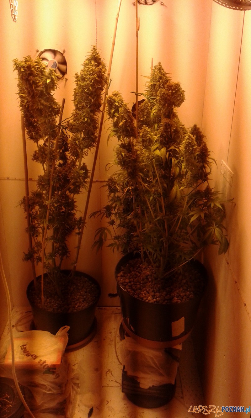 Marihuana Foto: materiały policji Marihuana Foto: materiały policji