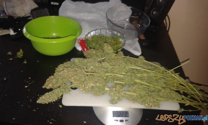 Konopie Foto: materiały policji Konopie Foto: materiały policji