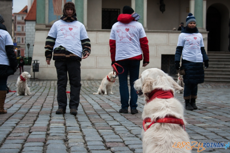 Golden retrievery podczas XXIII finału WOŚP Foto: © LepszyPOZNAN.pl / Karolina Kiraga Golden retrievery podczas XXIII finału WOŚP Foto: © LepszyPOZNAN.pl / Karolina Kiraga