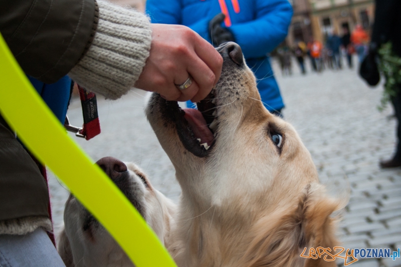 Golden retrievery podczas XXIII finału WOŚP (11.01.2015) Foto: © LepszyPOZNAN.pl / Karolina Kiraga Golden retrievery podczas XXIII finału WOŚP (11.01.2015) Foto: © LepszyPOZNAN.pl / Karolina Kiraga