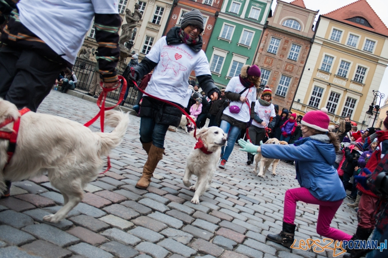 Golden retrievery podczas XXIII finału WOŚP Foto: © LepszyPOZNAN.pl / Karolina Kiraga Golden retrievery podczas XXIII finału WOŚP Foto: © LepszyPOZNAN.pl / Karolina Kiraga