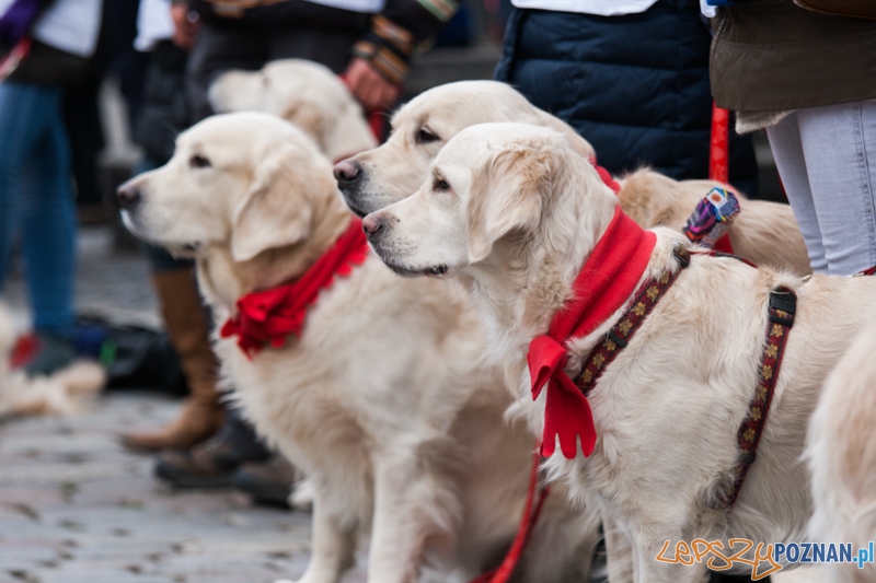 Golden retrievery podczas XXIII finału WOŚP Foto: © LepszyPOZNAN.pl / Karolina Kiraga Golden retrievery podczas XXIII finału WOŚP Foto: © LepszyPOZNAN.pl / Karolina Kiraga