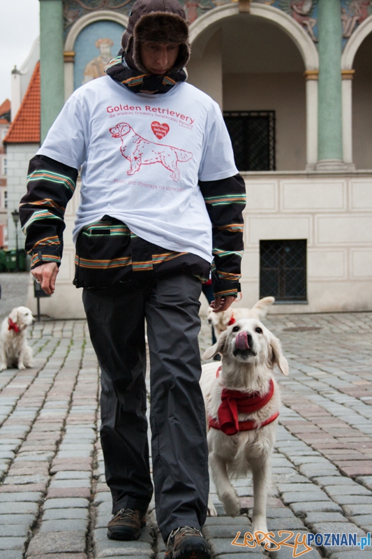 Golden retrievery podczas XXIII finału WOŚP Foto: © LepszyPOZNAN.pl / Karolina Kiraga Golden retrievery podczas XXIII finału WOŚP Foto: © LepszyPOZNAN.pl / Karolina Kiraga