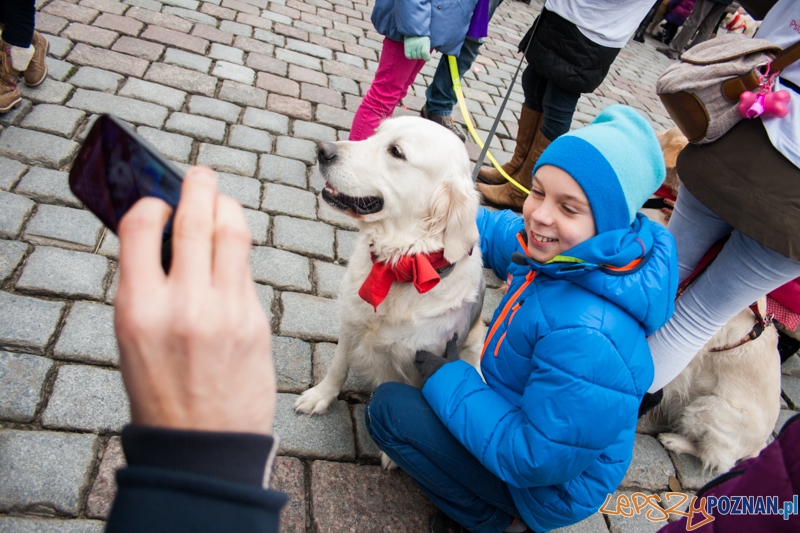 Golden retrievery podczas XXIII finału WOŚP Foto: © LepszyPOZNAN.pl / Karolina Kiraga Golden retrievery podczas XXIII finału WOŚP Foto: © LepszyPOZNAN.pl / Karolina Kiraga