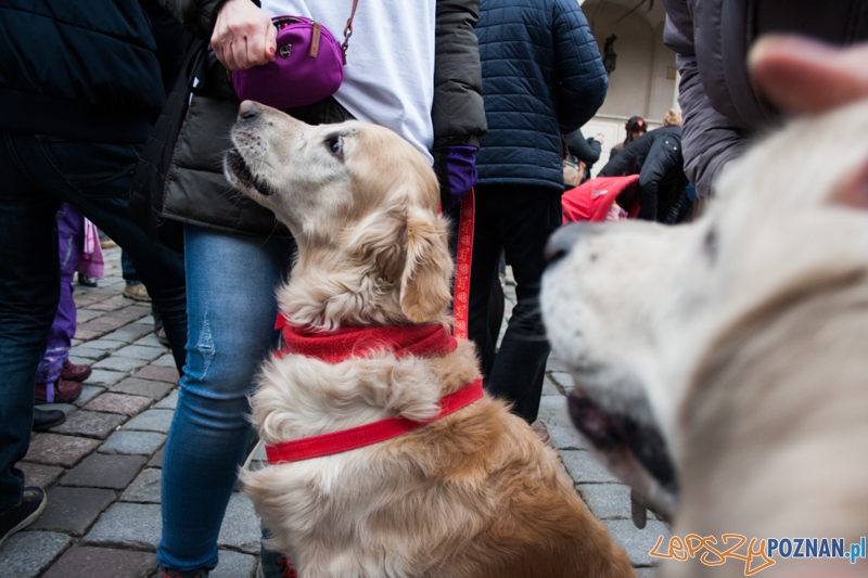 Golden retrievery podczas XXIII finału WOŚP Foto: © LepszyPOZNAN.pl / Karolina Kiraga Golden retrievery podczas XXIII finału WOŚP Foto: © LepszyPOZNAN.pl / Karolina Kiraga
