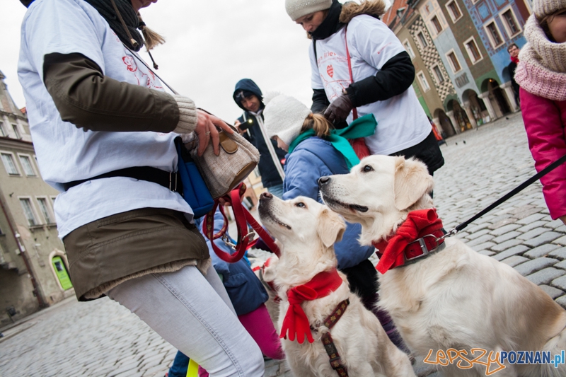 Golden retrievery podczas XXIII finału WOŚP Foto: © LepszyPOZNAN.pl / Karolina Kiraga Golden retrievery podczas XXIII finału WOŚP Foto: © LepszyPOZNAN.pl / Karolina Kiraga