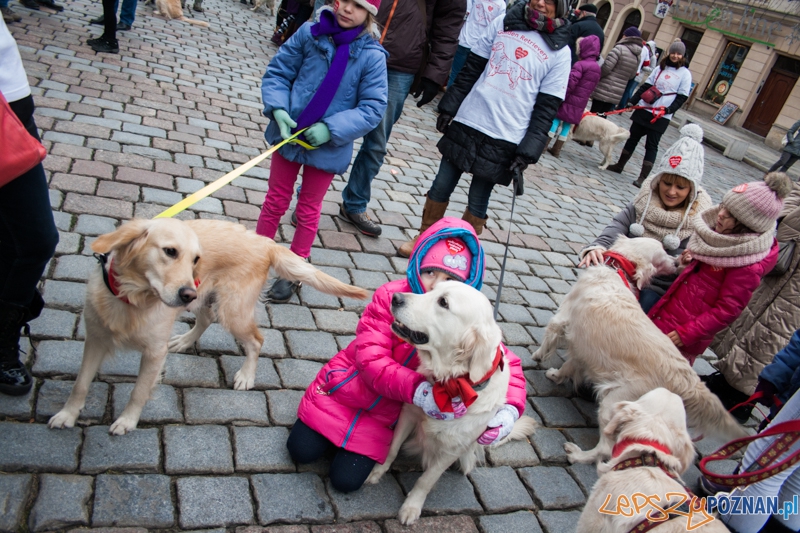 Golden retrievery podczas XXIII finału WOŚP Foto: © LepszyPOZNAN.pl / Karolina Kiraga Golden retrievery podczas XXIII finału WOŚP Foto: © LepszyPOZNAN.pl / Karolina Kiraga