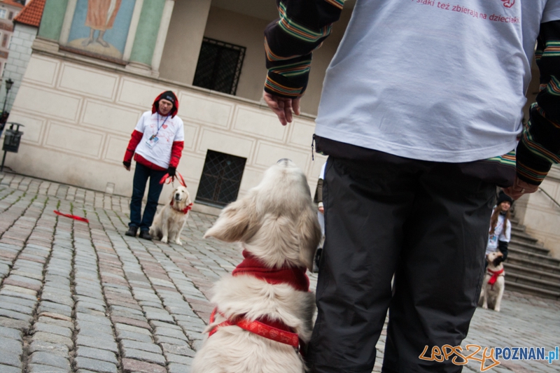 Golden retrievery podczas XXIII finału WOŚP Foto: © LepszyPOZNAN.pl / Karolina Kiraga Golden retrievery podczas XXIII finału WOŚP Foto: © LepszyPOZNAN.pl / Karolina Kiraga